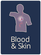 healthy tips concerning your blood and skin